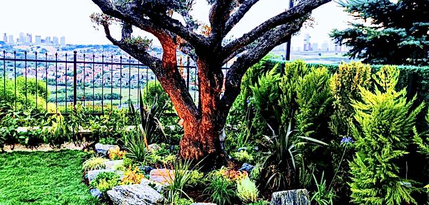 Bahçe Bakım Hizmeti