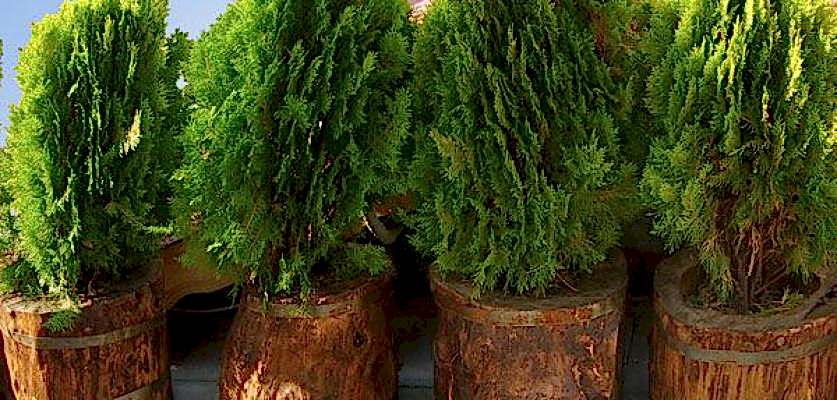 Saksı Uygulamaları